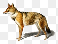 Vintage golden Jackal png wolf-like animal, remix from artworks by Charles Dessalines D'orbigny