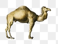 Vintage camel png animal, remix from artworks by Charles Dessalines D&#39;orbigny