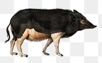 Vintage wild pig png animal, remix from artworks by Charles Dessalines D'orbigny