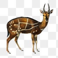 intage harnessed bushbuck png deer animal, remix from artworks by Charles Dessalines D&#39;orbigny
