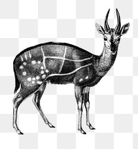 vintage harnessed bushbuck png deer animal, remix from artworks by Charles Dessalines D'orbigny