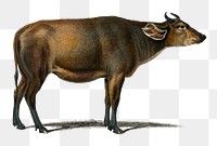 Vintage cow png livestock animal, remix from artworks by Charles Dessalines D&#39;orbigny