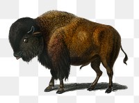 Vintage bison png buffalo animal, remix from artworks by Charles Dessalines D&#39;orbigny