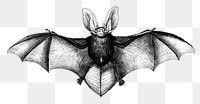 Vintage long-eared bat png animal, remix from artworks by Charles Dessalines D'orbigny