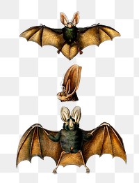 Vintage  long-eared bats png animal, remix from artworks by Charles Dessalines D'orbigny
