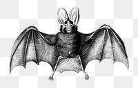 Vintage long-eared bat png animal, remix from artworks by Charles Dessalines D&#39;orbigny