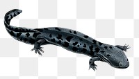 Vintage hellbender salamander png amphibian, remix from artworks by Charles Dessalines D'orbigny