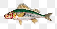 Vintage ruffe png fish, remix from artworks by Charles Dessalines D&#39;orbigny
