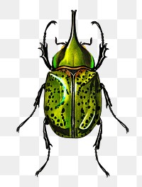 Vintage Eastern Hecules Beetle bug png, remix from artworks by Charles Dessalines D&#39;orbigny