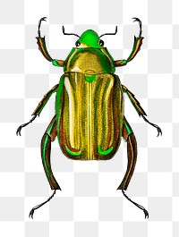 Vintage Chrysina Macropus insect png, remix from artworks by Charles Dessalines D&#39;orbigny