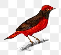 Vintage guianan red cotinga bird png, remix from artworks by Charles Dessalines D'orbigny