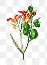 Vintage edible canna png flower, remix from artworks by Charles Dessalines D'orbigny