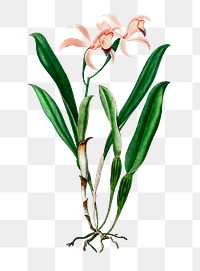 Hand drawn png cattleya orchid flower, remix from artworks by Charles Dessalines D'orbigny