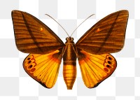 Vintage Yagra Fonscolombe png butterfly, remix from artworks by Charles Dessalines D'orbigny