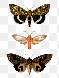 Vintage butterflies and moths png set, remix from artworks by Charles Dessalines D&#39;orbigny