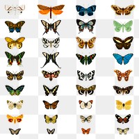 Vintage butterflies and moths png set, remix from artworks by Charles Dessalines D'orbigny