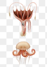 Png jellyfish and umbrella squid, remix from artworks by Charles Dessalines D&#39;orbigny