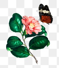 Japanese camellia png vintage flower, remix from artworks by Charles Dessalines D&#39;orbigny