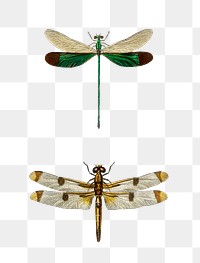Vintage insect png set, remix from artworks by Charles Dessalines D'orbigny