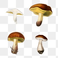 Vintage mushroom png set, remix from artworks by Charles Dessalines D'orbigny