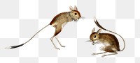 Vintage jerboa png hand drawn animal hopping desert rodent, remix from artworks by Charles Dessalines D&#39;orbigny