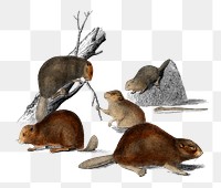 Vintage beaver png hand drawn rodent, remix from artworks by Charles Dessalines D'orbigny