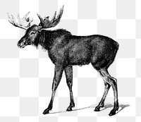 Vintage moose png bw hand drawn, remix from artworks by Charles Dessalines D'orbigny