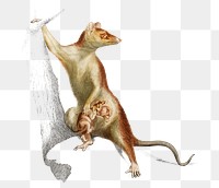 Vintage png Big-eared opossum animal, remix from artworks by Charles Dessalines D'orbigny