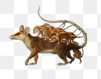 Vintage png Big-eared opossum animal, remix from artworks by Charles Dessalines D'orbigny