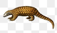 Vintage Indian Pangolin png animal hand drawn, remix from artworks by Charles Dessalines D'orbigny