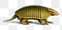 Vintage yellow armadillo png animal, remix from artworks by Charles Dessalines D&#39;orbigny