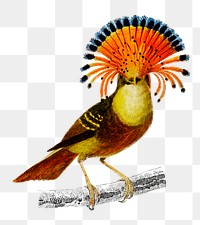 Vintage royal flycatcher bird png, remix from artworks by Charles Dessalines D&#39;orbigny