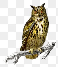 Vintage bubo bubo bird png, remix from artworks by Charles Dessalines D&#39;orbigny