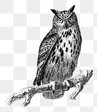Vintage bubo bubo bird png, remix from artworks by Charles Dessalines D'orbigny