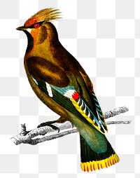 Vintage bohemian waxwing bird png, remix from artworks by Charles Dessalines D&#39;orbigny.