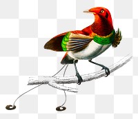 Vintage raggiana bird-of-paradise  png, remix from artworks by Charles Dessalines D&#39;orbigny.