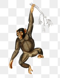 Chimpanzee png hand drawn animal, remix from artworks by Charles Dessalines D'orbigny