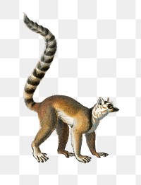 Vintage ring-tailed Lemur png animal, remix from artworks by Charles Dessalines D&#39;orbigny