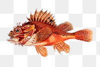 Vintage Black scorpionfish png, remix from artworks by Charles Dessalines D'orbigny