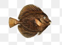 Vintage spotted tang fish png, remix from artworks by Charles Dessalines D&#39;orbigny