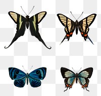 Vintage butterflies and moths png set, remix from artworks by Charles Dessalines D&#39;orbigny