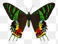 Vintage Madagascan sunset moth, remix from artworks by Charles Dessalines D&#39;orbigny