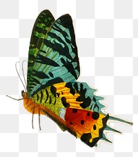 Vintage Madagascan Sunset Moth png, remix from artworks by Charles Dessalines D'orbigny