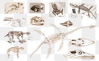 Vintage extinct animal fossils png, remix from artworks by Charles Dessalines D'orbigny