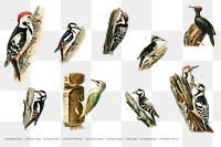 Vintage mixed woodpecker png sticker drawing collection