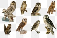 Hand drawn owl png bird set