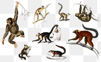 Vintage monkey and lemur png set, remix from artworks by Charles Dessalines D&#39;orbigny