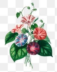 Vintage morning glory png flower, remix from artworks by Charles Dessalines D&#39;orbigny