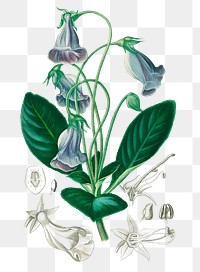 Vintage gloxinia png flower, remix from artworks by Charles Dessalines D'orbigny