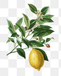 Vintage lemon png plant, remix from artworks by Charles Dessalines D'orbigny